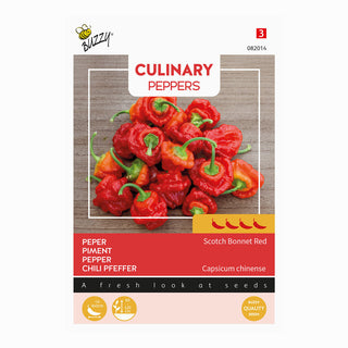 Chili  'Scotch Bonnet'