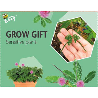 Voksegave  Rør-mig-ikke