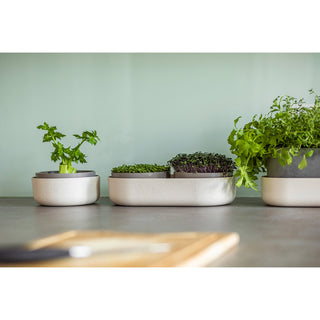 Spirebakke Microgreens + Regrow