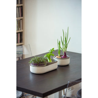 Spirebakke Microgreens + Regrow