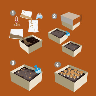 Brune champignoner ØKO