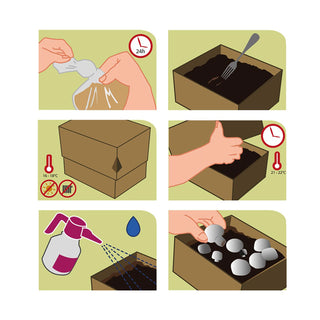 Hvide champignoner ØKO