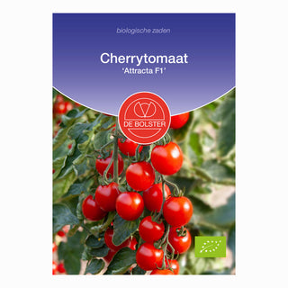 Cherrytomat  ‘Attracta F1'