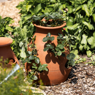 Jordbærkrukke terrakotta