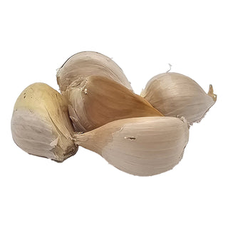 Elefanthvidløg (5 stk.)