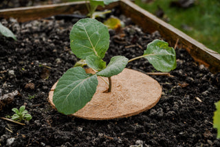 Kokos frostbeskytter