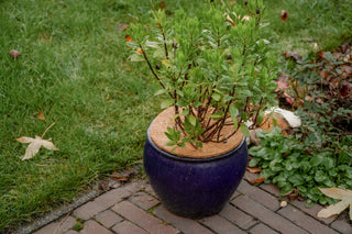 Kokos frostbeskytter