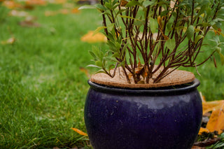 Kokos frostbeskytter