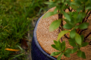 Kokos frostbeskytter