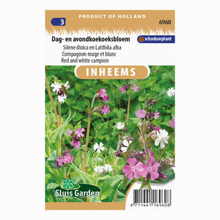 Dag- og aften-limurt