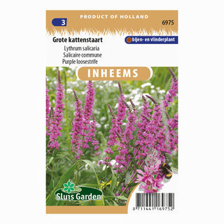 Almindelig kattehale (Lythrum salicaria)