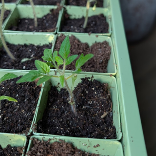 Såbakke metal inkl. 30 potter