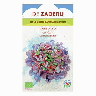 Egebladssalat 'Cantarix'