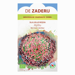 Krølsalat 'Lollo Rossa - Malibu'