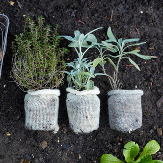 Dyrkningspotte i Uld BIO (10)