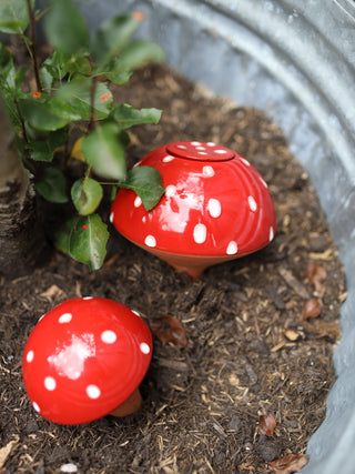 Olla Svamp 'Zwam'