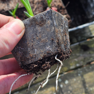 Såbakke ECO Zink (30)