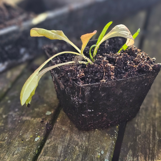 Såbakke ECO Zink (30)