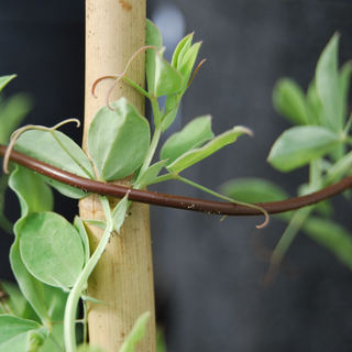 Bindeslange Majs BIO 100 m