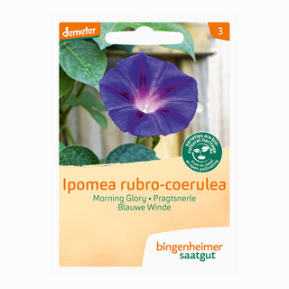 Bingeheimer Saatgut Blauwe Winde