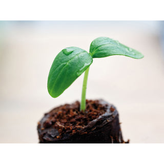 Kokostabletten (100)