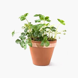 Sogo Slakkentape Koper 5m